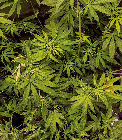Blow Dream fem (Victory Seeds) семена конопли — изображение 3