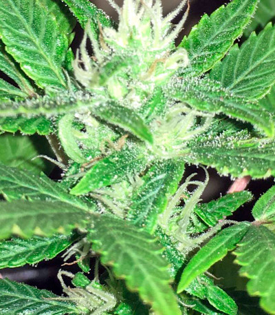 Bubblelicious Automatic fem (Nirvana Seeds) семена конопли — изображение 4
