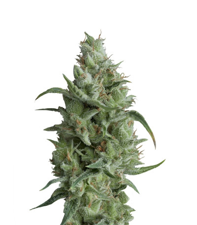 Super OG Kush (Pyramid Seeds)