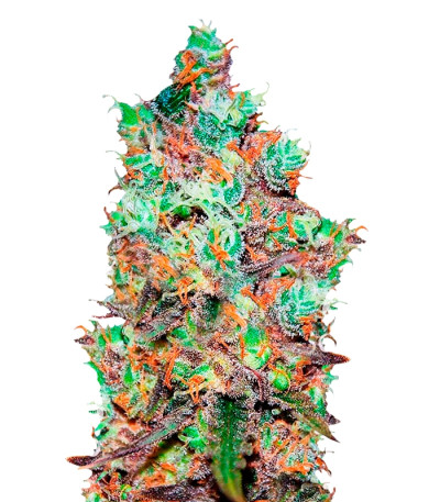 Cotton Candy Kush fem (Delicious Seeds)