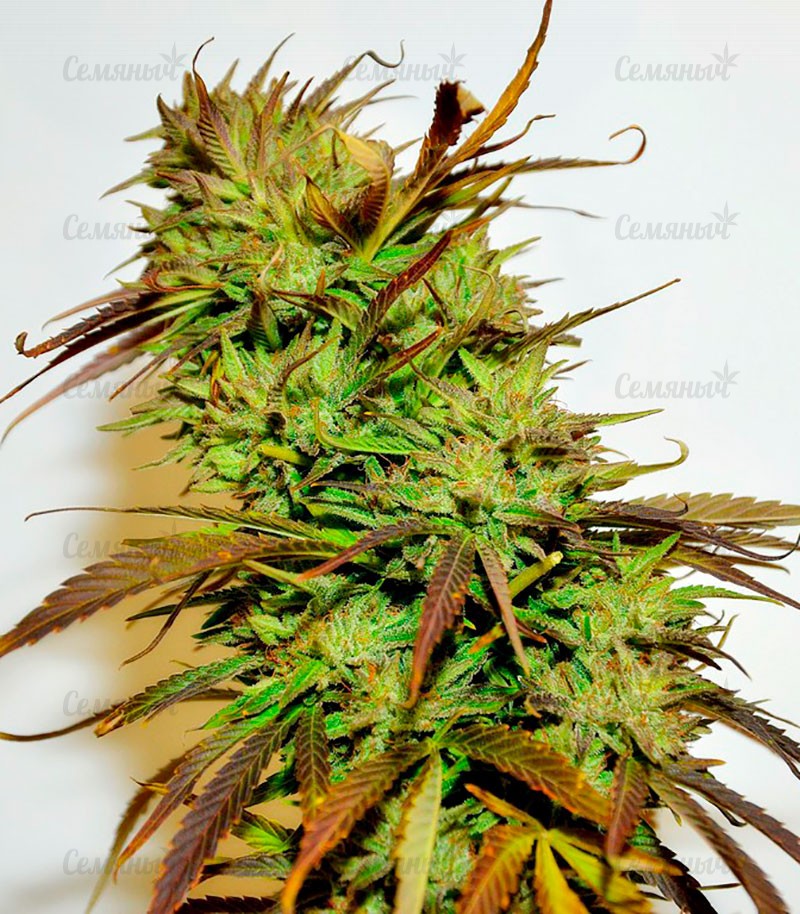 Семена сорта Afghan Kush X Yumbolt (World of Seeds) — изображение 4