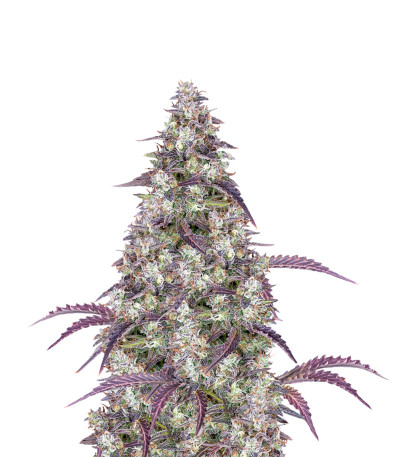 Семена сорта Lemon Pie Auto fem (FastBuds)