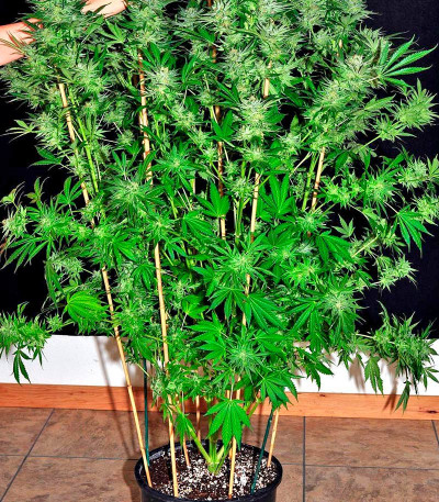 Семена сорта Mazar Kush (World of Seeds) — изображение 3