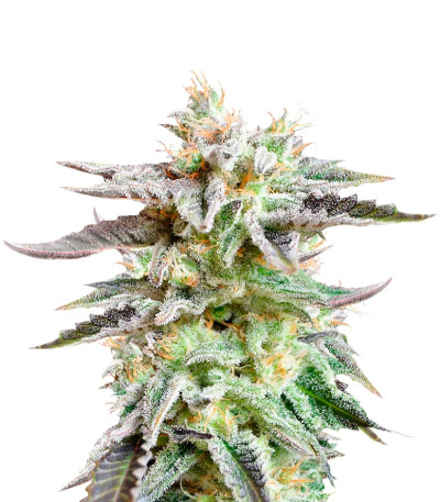 Семена сорта Sugar Black Rose Auto (Delicious Seeds)