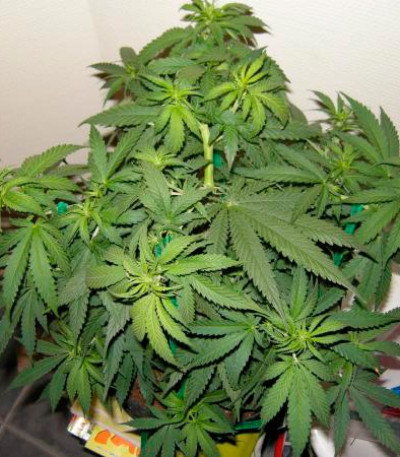 Семена сорта Sugar Black Rose Auto (Delicious Seeds) — изображение 4
