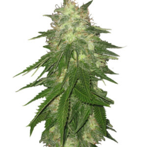 Семена сорта Super Hash fem (Pyramid Seeds)