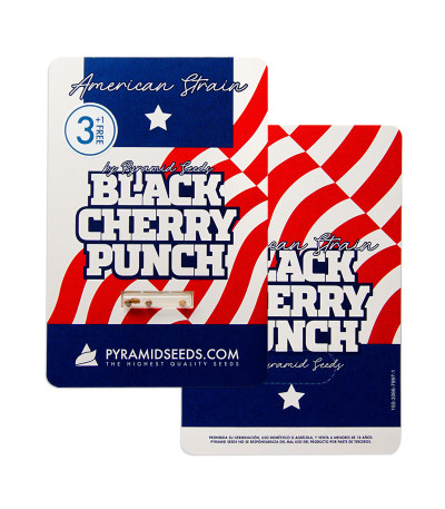 Семена сорта Black Cherry Punch fem (Pyramid Seeds) — изображение 2