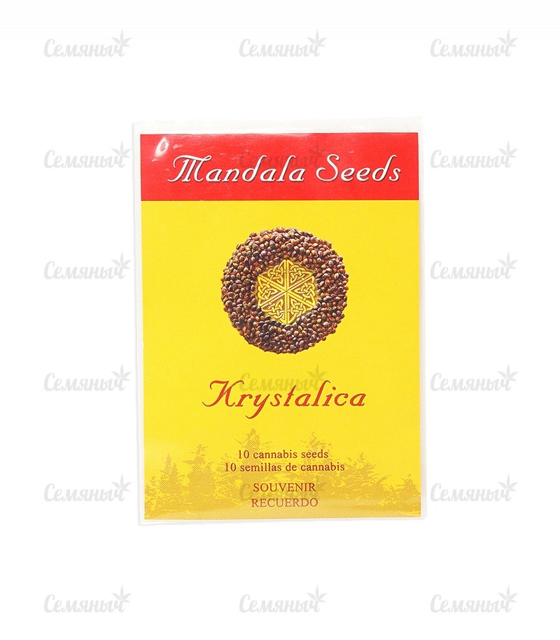 Семена сорта Afghan Kush X Yumbolt (World of Seeds) — изображение 2
