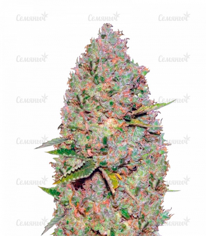 Семена сорта Auto Red Russian XXL (Auto White Russian XXL)