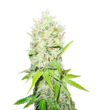 Семена сорта Jack La Mota