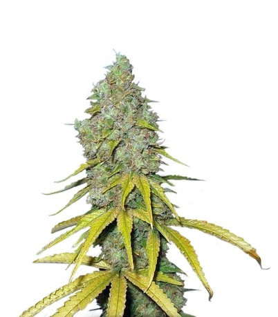 Семена сорта Raspberry Cough regular (Nirvana Seeds)