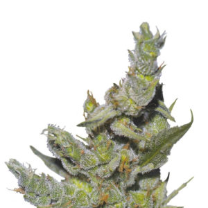 Семена сорта Sterling Haze fem (Nirvana Seeds)