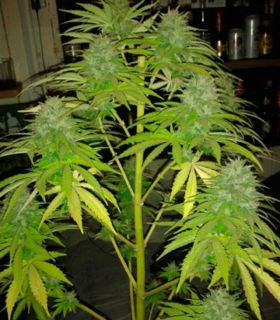 Cotton Candy Kush fem (Delicious Seeds) — изображение 4
