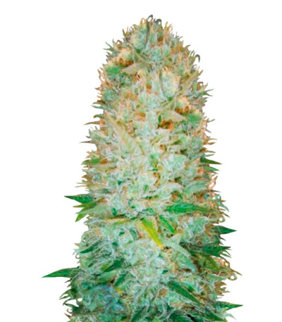 Critical fem (Victory Seeds)