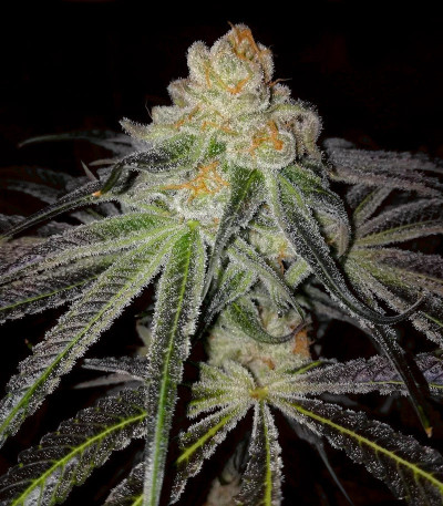 Holy Punch fem (GHS) семена конопли — изображение 6