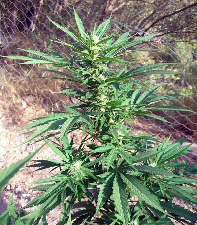 Channel + fem (Medical Seeds) — изображение 2