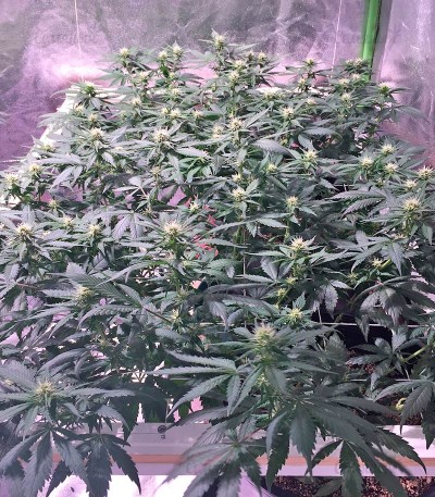 Семена сорта Blackberry fem (Nirvana Seeds) — изображение 3