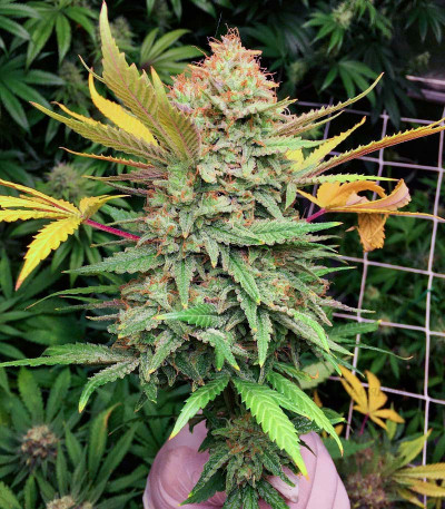 Grandmommy Purple auto fem (Herbies Seeds) — изображение 4