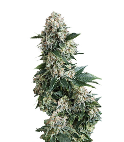 Семена сорта New York City fem (Pyramid Seeds)