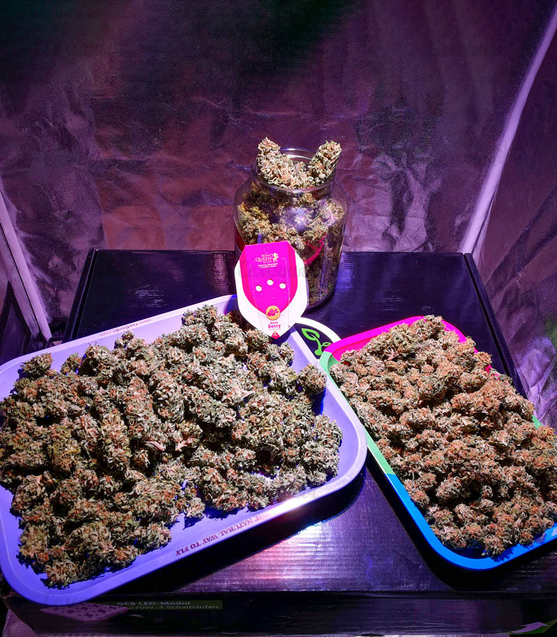 Haze Berry fem (RQS) семена конопли — изображение 2
