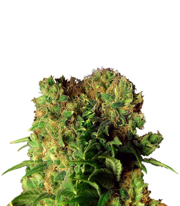 Семена сорта Dutch Dragon fem (Paradise Seeds)