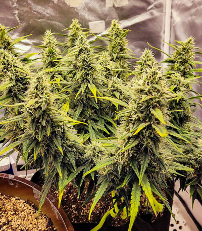 Crystal WW Autoflower fem (Easy Grow Seeds) семена конопли — изображение 3