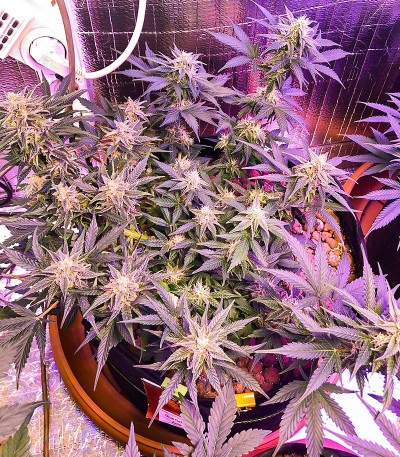 Gelato Glue Autoflower fem (Easy Grow Seeds) семена конопли — изображение 3