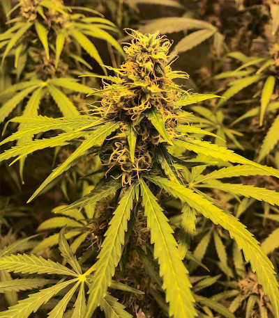 Gelato Glue Autoflower fem (Easy Grow Seeds) семена конопли — изображение 5