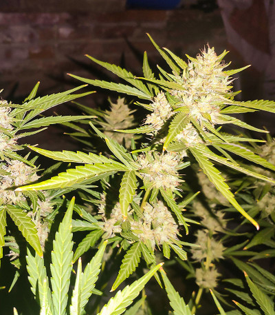 Gelato Glue Autoflower fem (Easy Grow Seeds) семена конопли — изображение 6