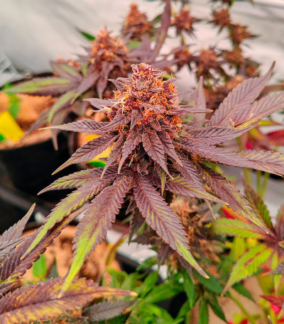 Purple Punch X Lemon Drizzle fem (Barney's Farm) семена конопли — изображение 10