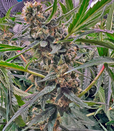 Purple Punch X Lemon Drizzle fem (Barney's Farm) семена конопли — изображение 9