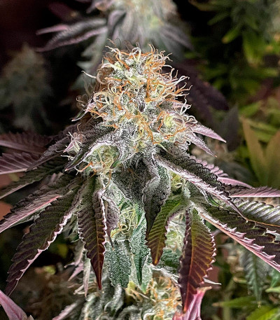 Poddy Mouth fem (Humboldt Seed Company) семена конопли — изображение 6