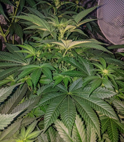 Sweet Valley Kush fem (GHS) семена конопли — изображение 3