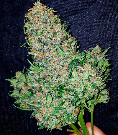 Watermelon Zkittlez Auto fem (Barney's Farm) семена конопли — изображение 4