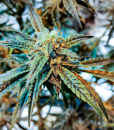 Watermelon Zkittlez Auto fem (Barney's Farm) семена конопли — изображение 8