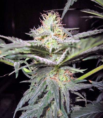 King’s Kush fem (GHS) семена конопли — изображение 3