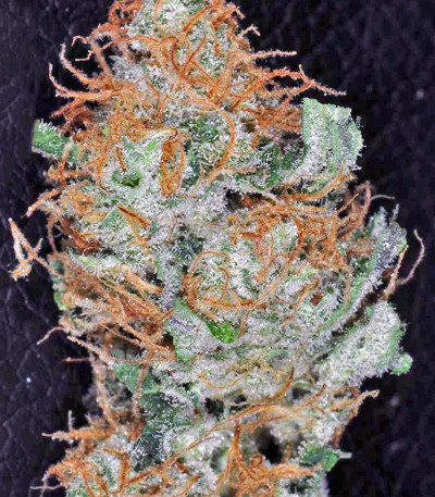 King’s Kush fem (GHS) семена конопли — изображение 4