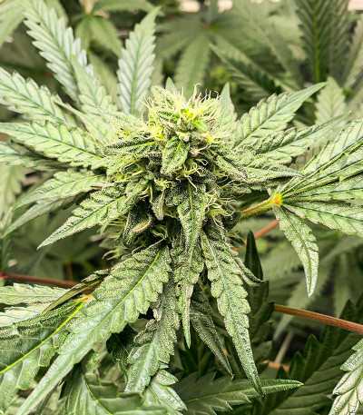 Runtz Fast Flowering fem (Humboldt Seed Organization) семена конопли — изображение 3