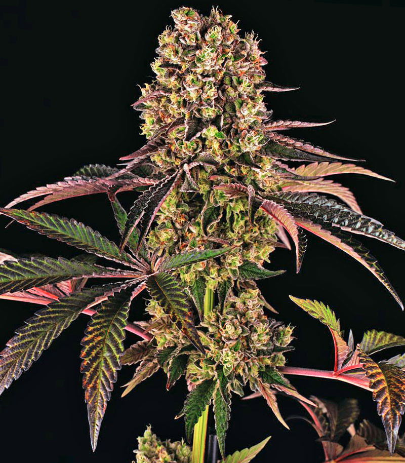Runtz Muffin fem (Barney's Farm) семена конопли — изображение 4