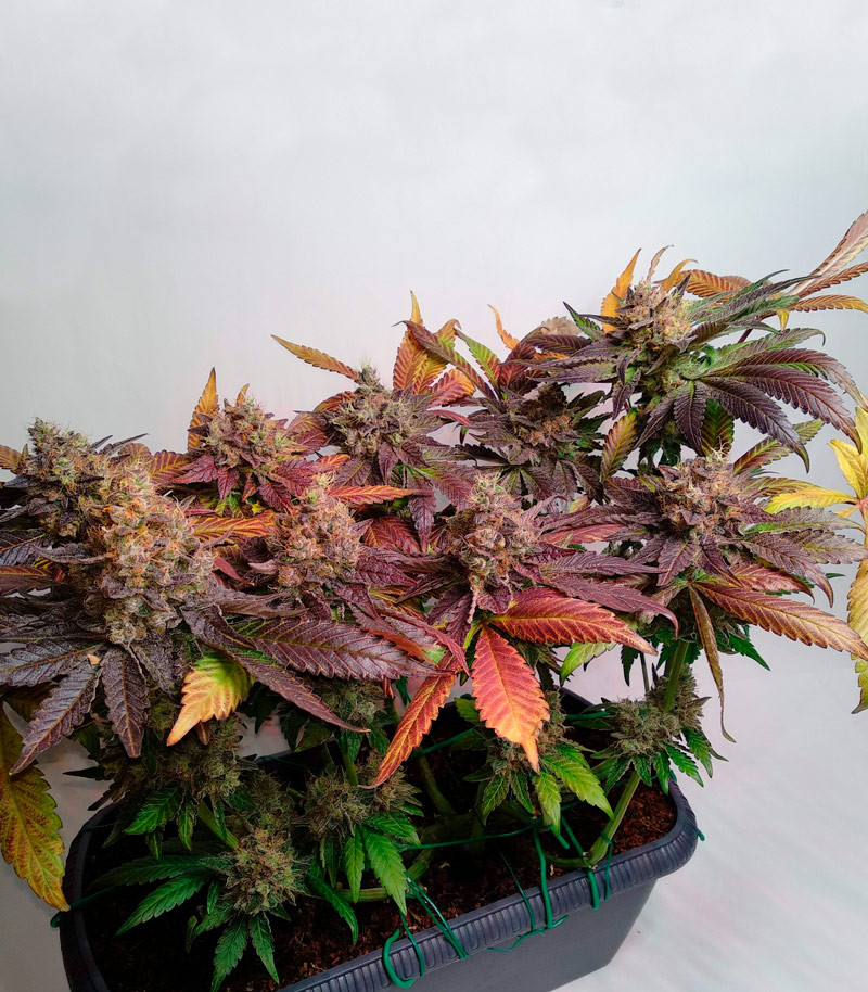 Runtz Muffin fem (Barney's Farm) семена конопли — изображение 6