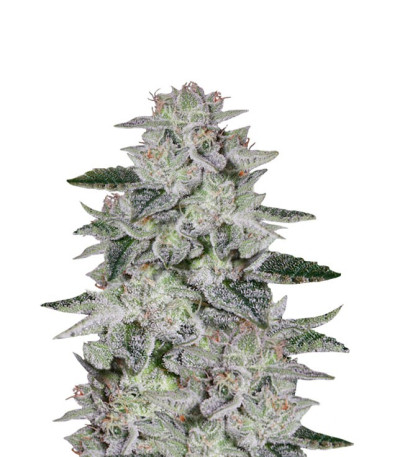 Sweet Valley Kush fem (GHS) семена конопли