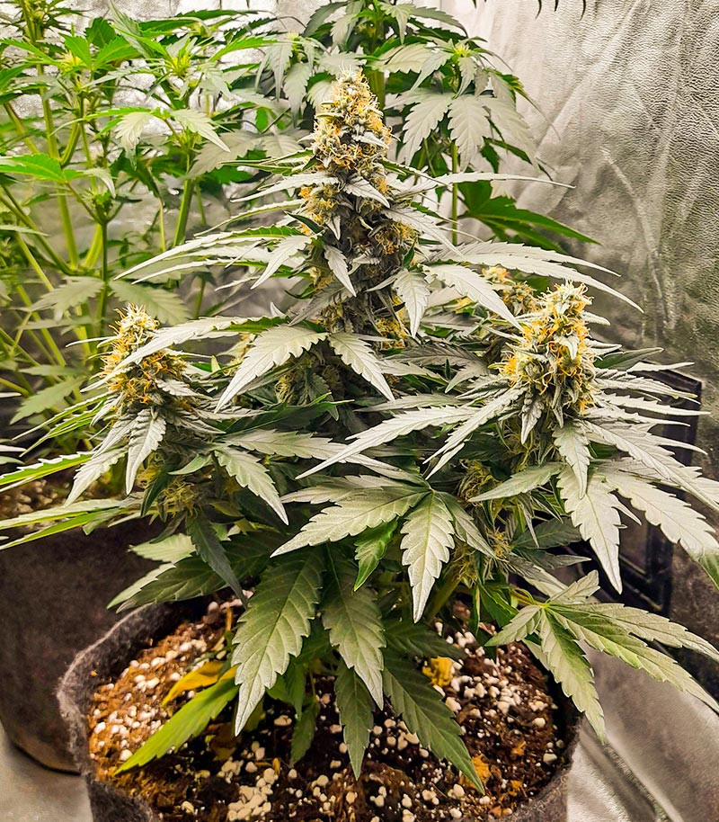Titan F1 Auto fem (RQS) семена конопли — изображение 3