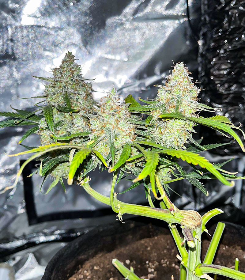 Titan F1 Auto fem (RQS) семена конопли — изображение 5
