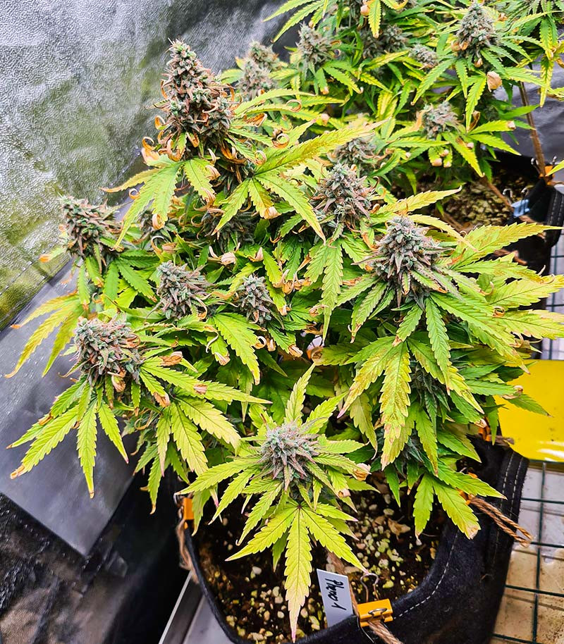 Titan F1 Auto fem (RQS) семена конопли — изображение 7