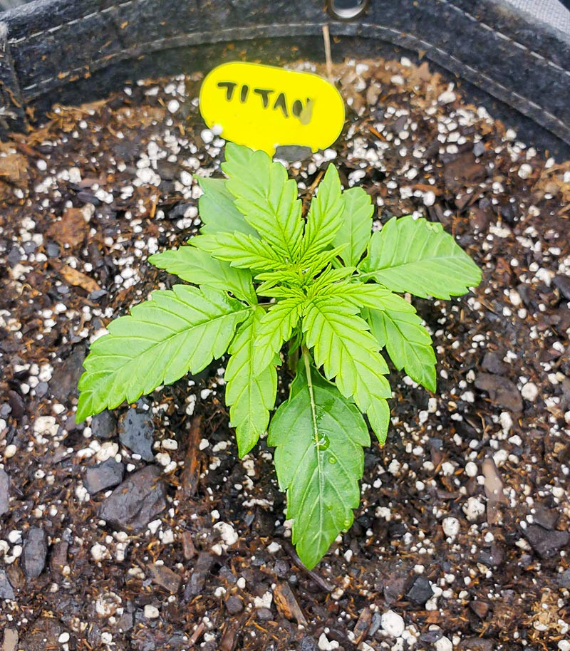 Titan F1 Auto fem (RQS) семена конопли — изображение 9