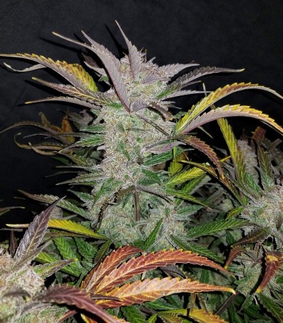 Cream Cookies Auto fem (FastBuds) — изображение 3