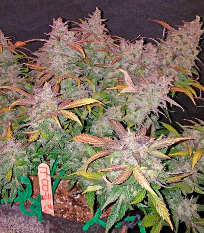 Fastberry Auto fem (FastBuds) семена конопли — изображение 4