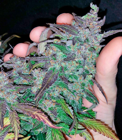 Fastberry Auto fem (FastBuds) семена конопли — изображение 5