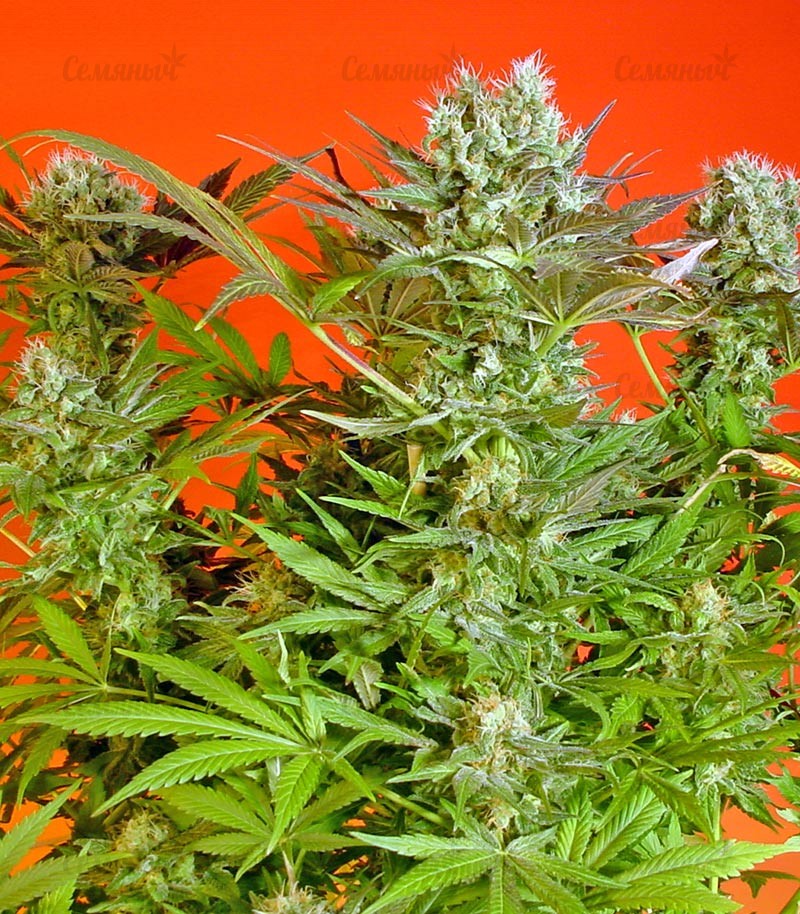 Семена сорта Blue Dream'matic auto (FastBuds) — изображение 6