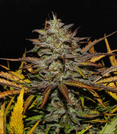 Original Auto Cheese fem (FastBuds) семена конопли — изображение 5